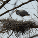 A great blue heron I spotted after a weeks-long attempt to find one for a project I was working on.